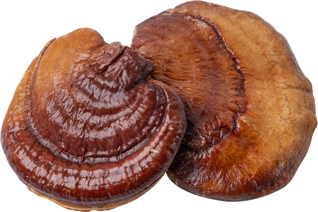 reishi mushroom cut out on transparent background.