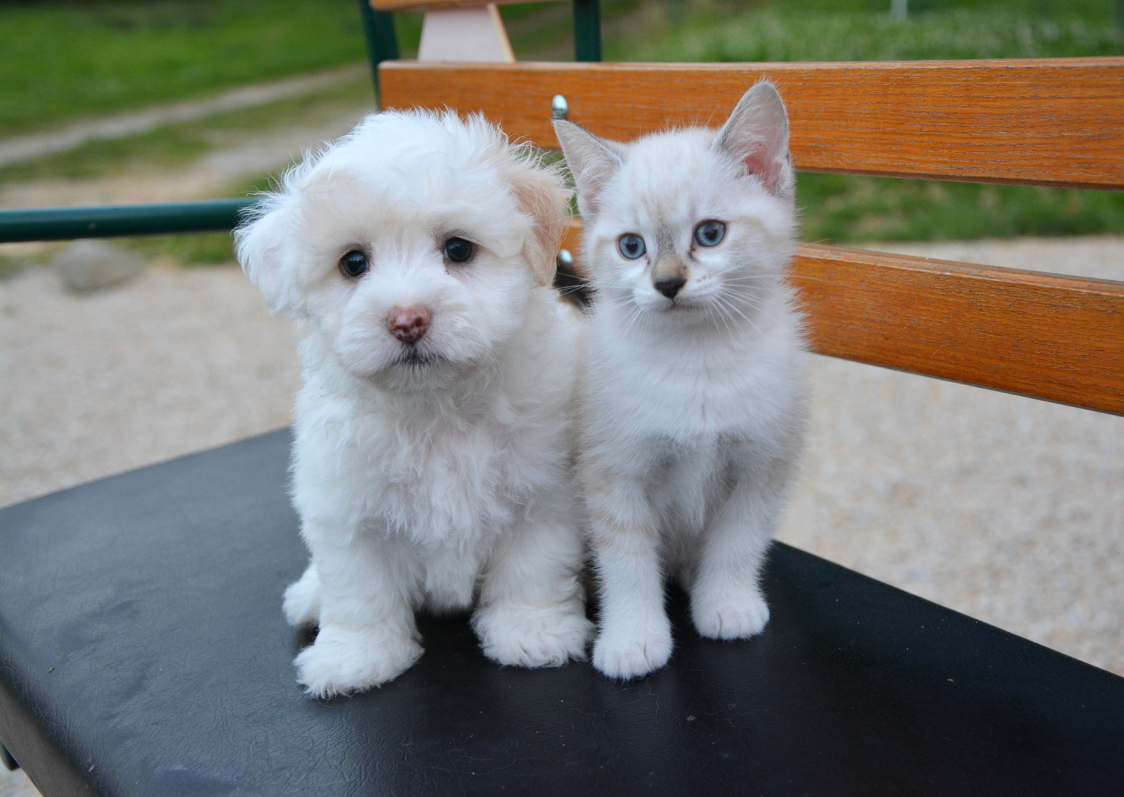 Kitten and a Puppy